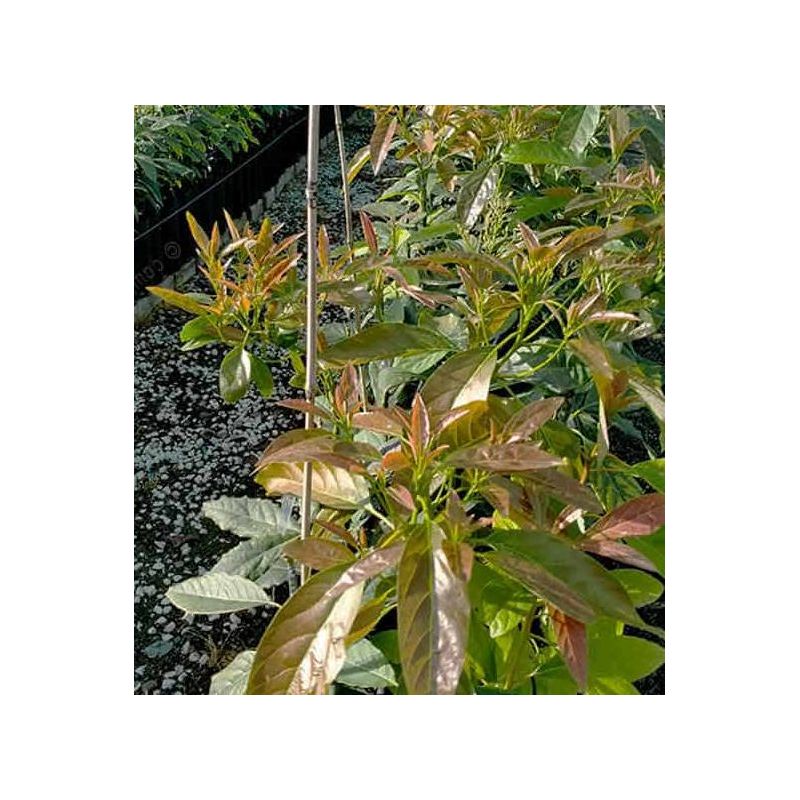 collection de 3 beaux avocatiers