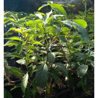 collection de 3 beaux avocatiers