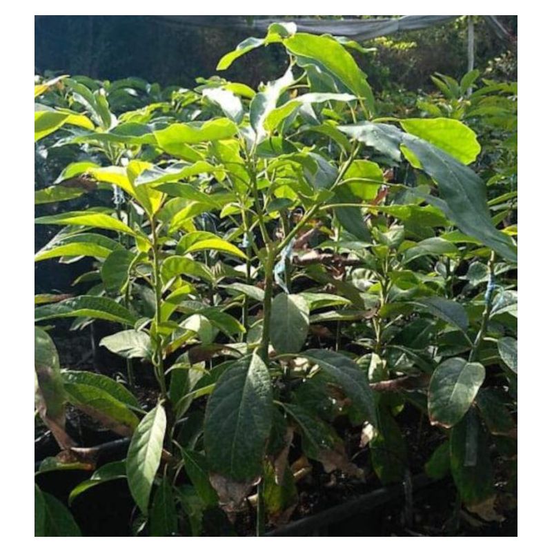 collection de 3 beaux avocatiers