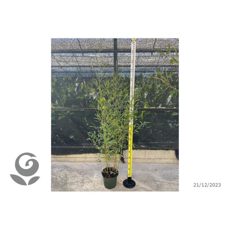 Phyllostachys aurea (bambou doré)