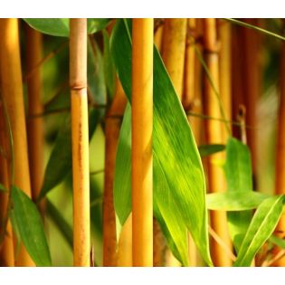 Phyllostachys aurea (bambou doré)