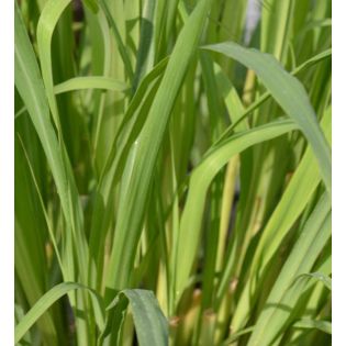 Cymbopogon citratus (Citronnelle)