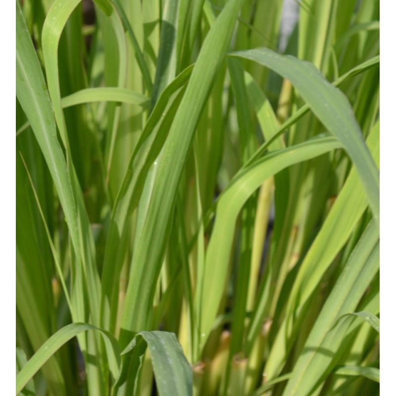 Cymbopogon citratus (Citronnelle)