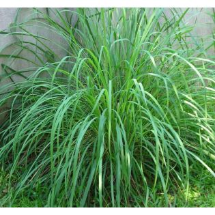 Cymbopogon citratus (Citronnelle)