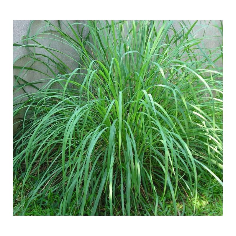 Cymbopogon citratus (Citronnelle)