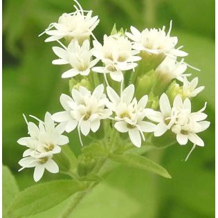 Stevia rebaudiana (plante sucrante)