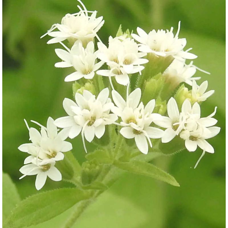 Stevia rebaudiana (plante sucrante)