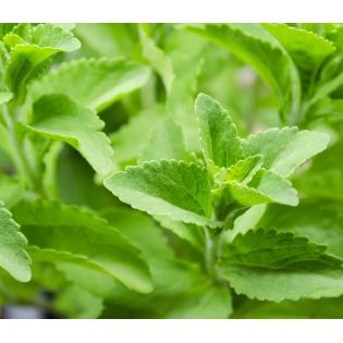 Stevia rebaudiana (plante sucrante)