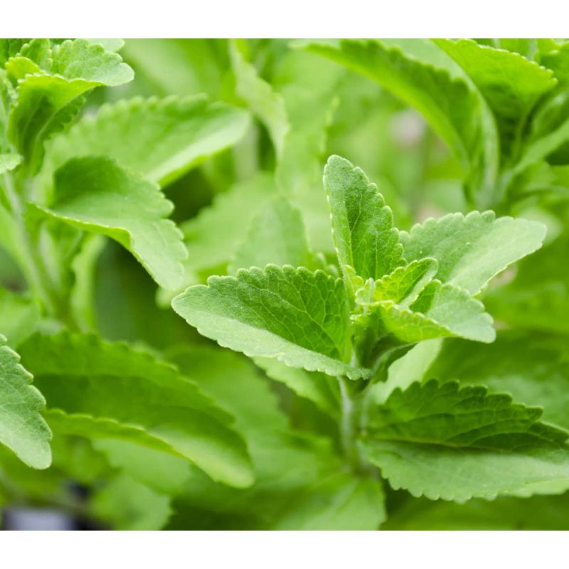 Stevia rebaudiana (plante sucrante)