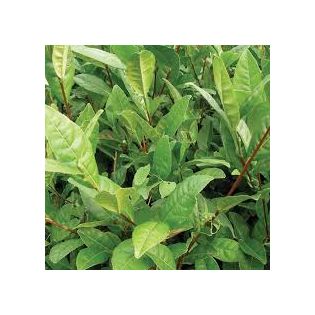 Camellia sinensis (syn. Thea chinensis) : le théier