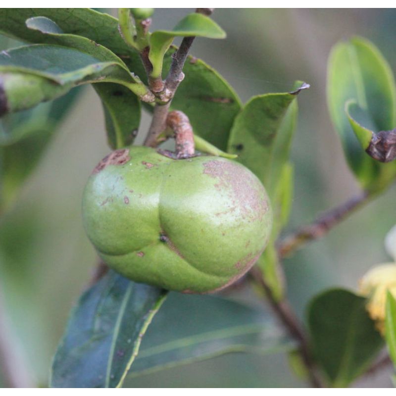 Camellia sinensis (syn. Thea chinensis) : le théier