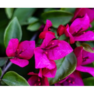 Bougainvilliers très florifères