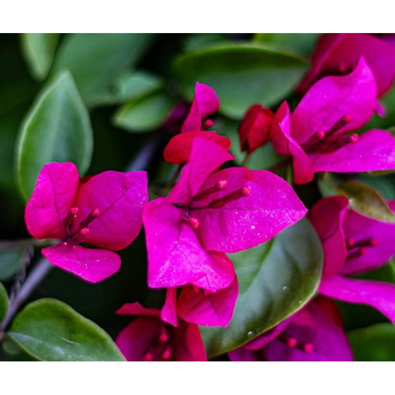 Bougainvilliers très florifères