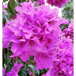 Bougainvilliers très florifères