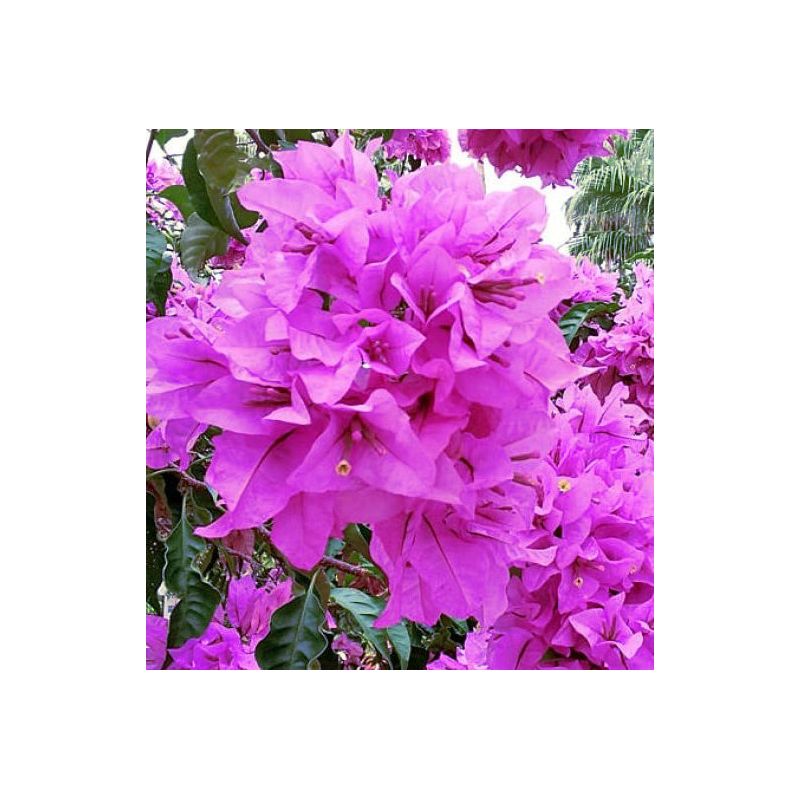 Bougainvilliers très florifères