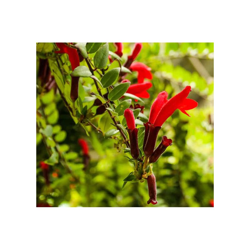 Aeschynanthus hybride "Caroline"