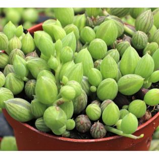 Senecio herreianus (Collier de perles)