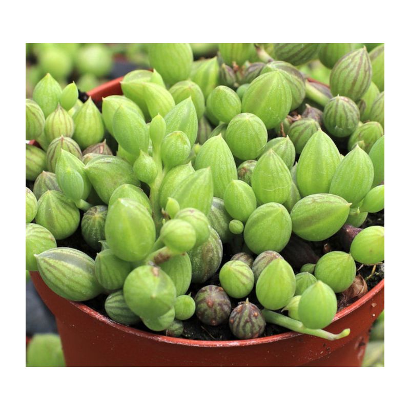 Senecio herreianus (Collier de perles)