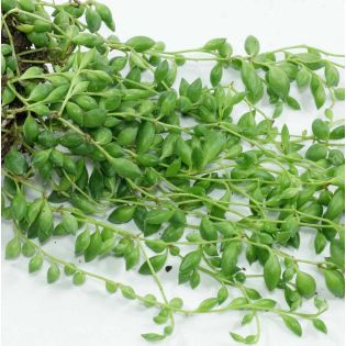 Senecio herreianus (Collier de perles)