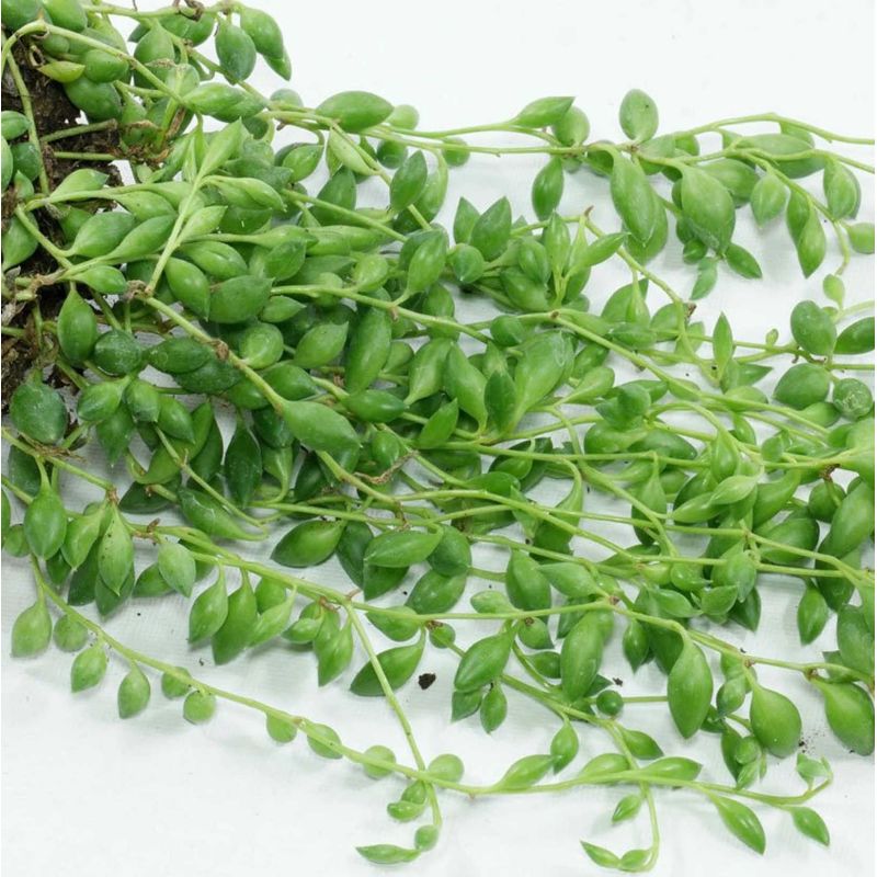 Senecio herreianus (Collier de perles)