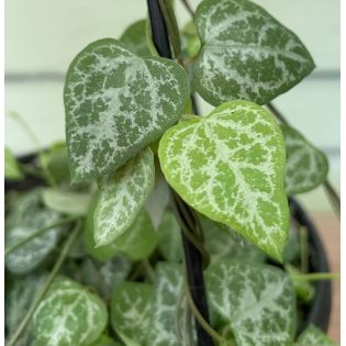 Ceropegia woodii (chaîne des coeurs)