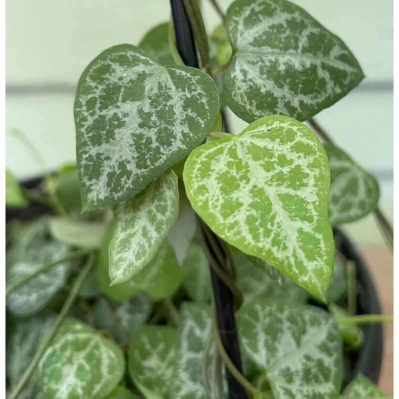 Ceropegia woodii (chaîne des coeurs)