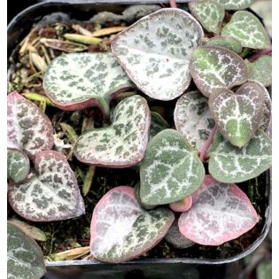 Ceropegia woodii (chaîne des coeurs)