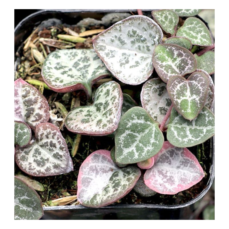 Ceropegia woodii (chaîne des coeurs)