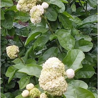 Jasminum sambac cv. Flore Pleno Grand-Duc de Toscany 2