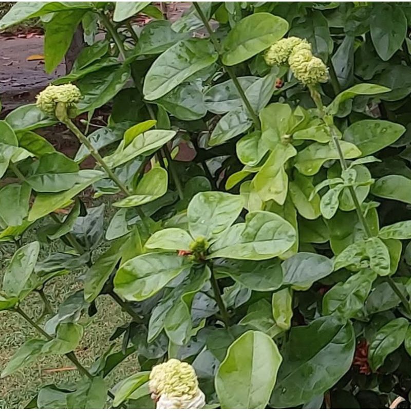 Jasminum sambac cv. Flore Pleno Grand-Duc de Toscany 2