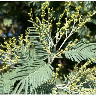 Acacia dealbata var. Le Gaulois (Acacia D'Hiver)