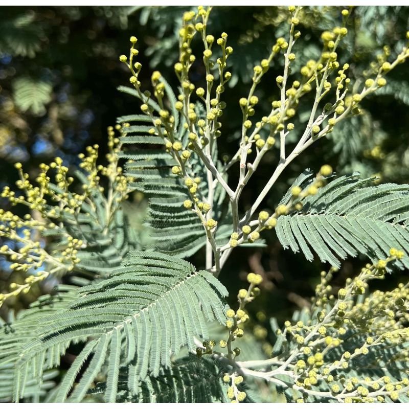 Acacia dealbata var. Le Gaulois (Acacia D'Hiver)