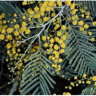 Acacia dealbata var. Le Gaulois (Acacia D'Hiver)