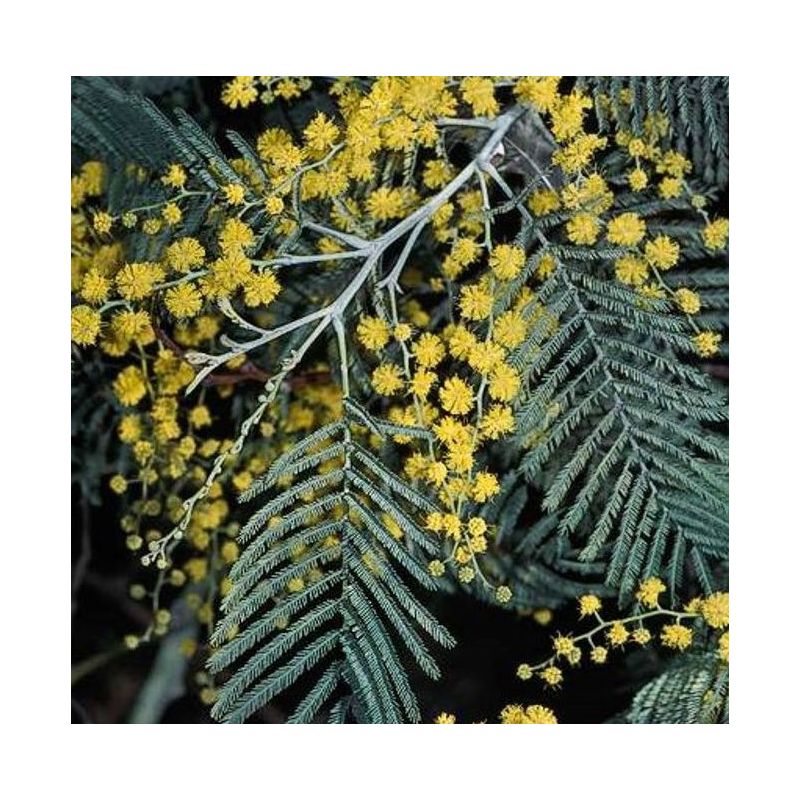 Acacia dealbata var. Le Gaulois (Acacia D'Hiver)