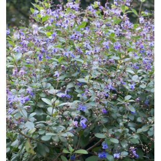 Clerodendrum ugandense (ougandais)