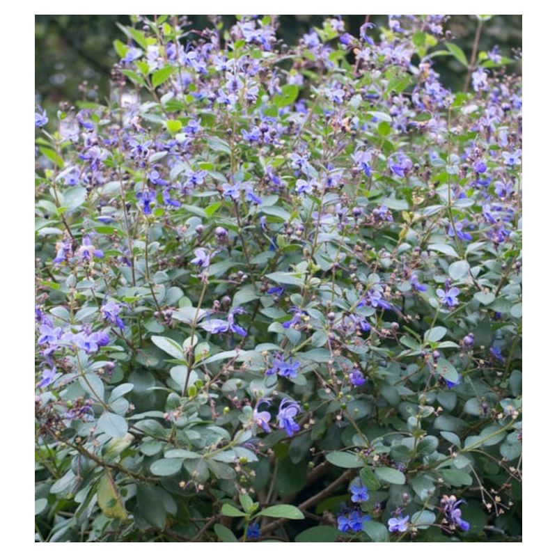 Clerodendrum ugandense (ougandais)