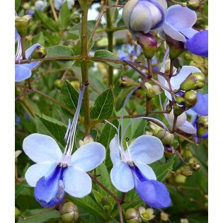 Clerodendrum ugandense (ougandais)