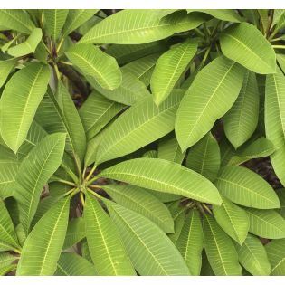 Plumeria rubra "Pre Cha Yellow" (frangipanier)