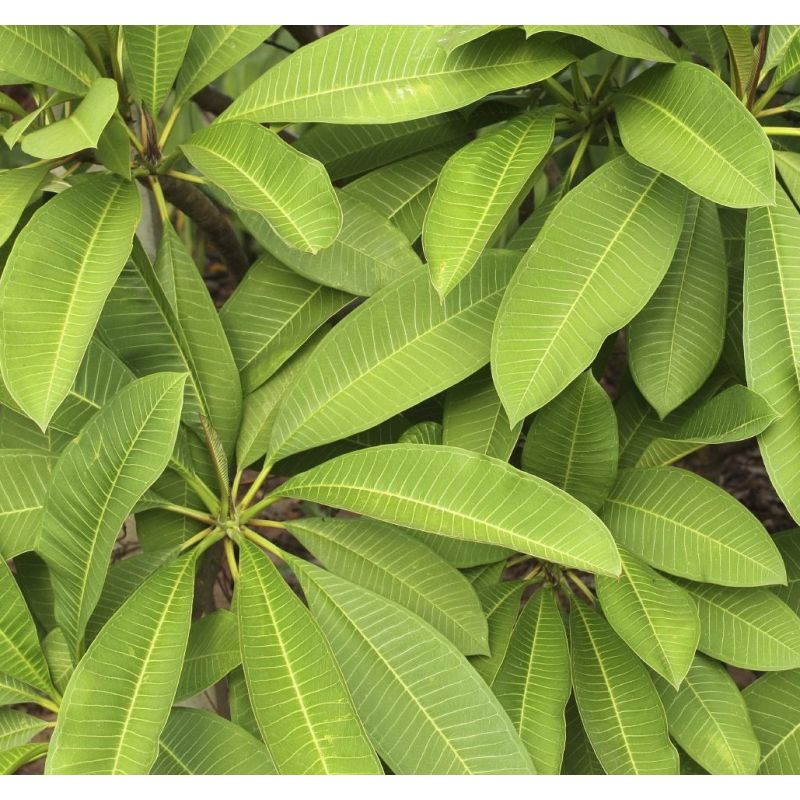 Plumeria rubra "Jack violet" (frangipanier)