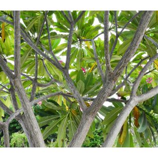 Plumeria rubra "Virus Pong yok" (frangipanier)