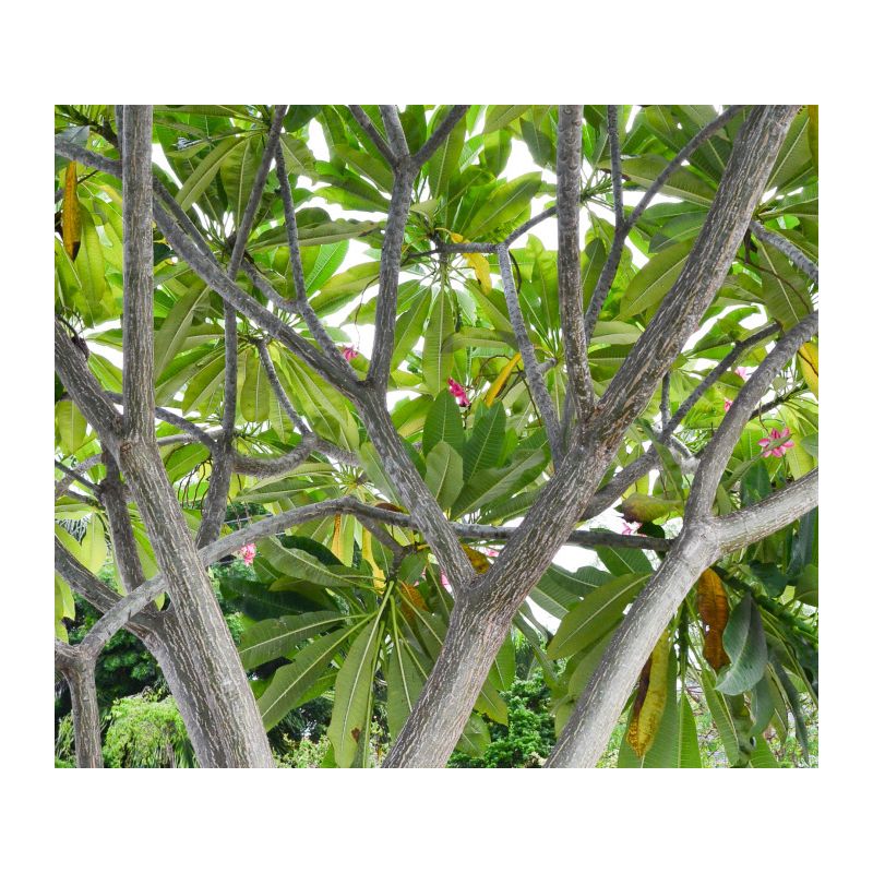 Plumeria rubra "Udomchok" (frangipanier)