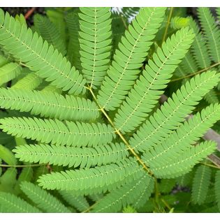 Albizia julibrissin (Arbre à soie rose - Acacia de Constantinople)