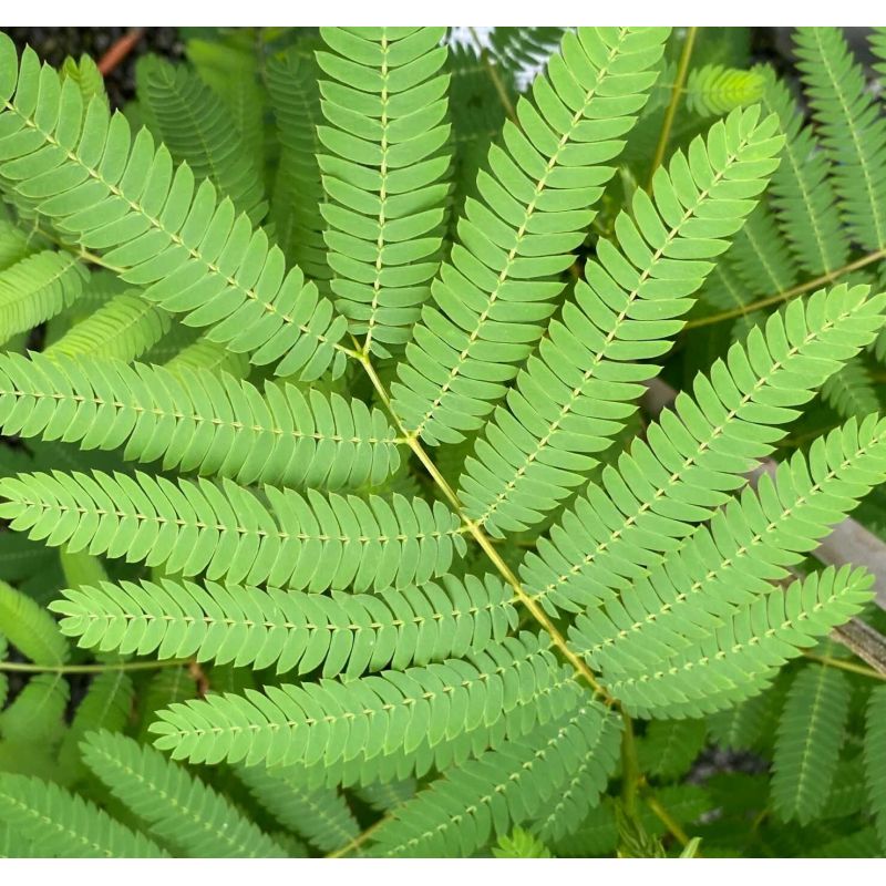 Albizia julibrissin (Arbre à soie rose - Acacia de Constantinople)