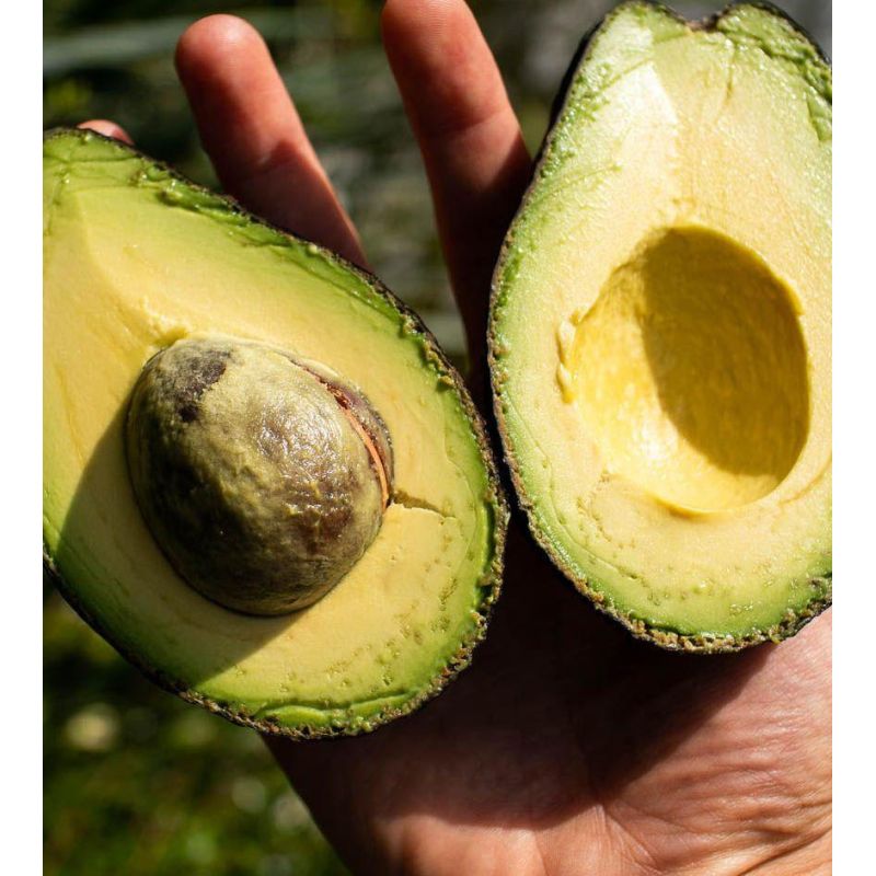 Avocatier : Persea americana var. Lamb Hass (De greffe)