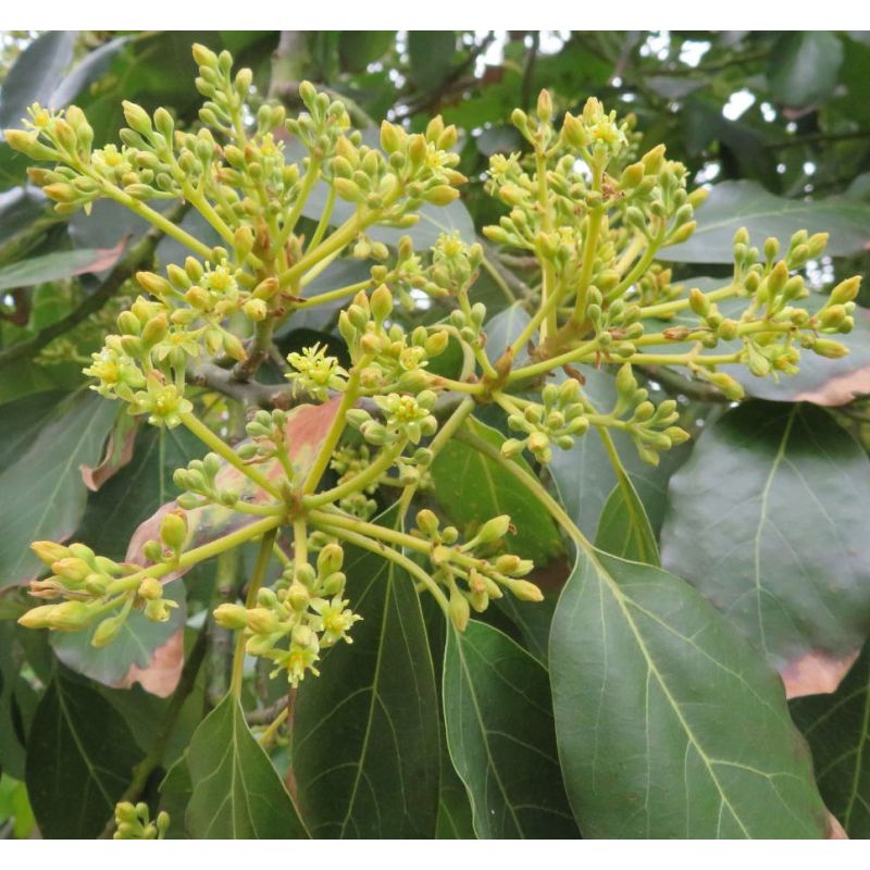 Avocatier : Persea americana var. reed (De greffe)