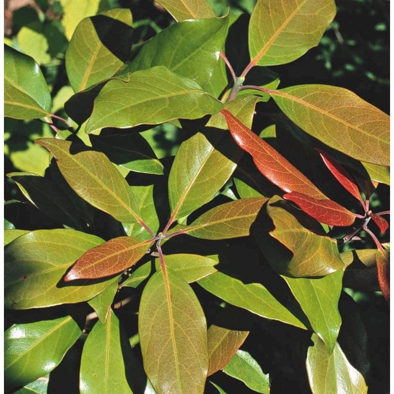 Avocatier : Persea americana var. zutano (De greffe)