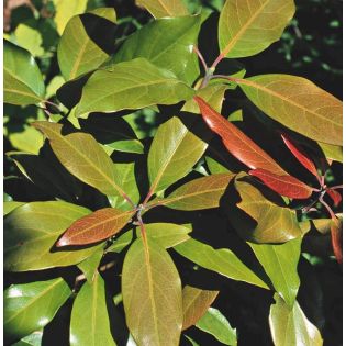 Avocatier : Persea americana var. Ettinger (De greffe)