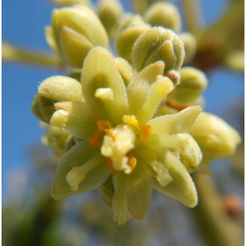 Avocatier : Persea americana var. Bacon (De greffe)