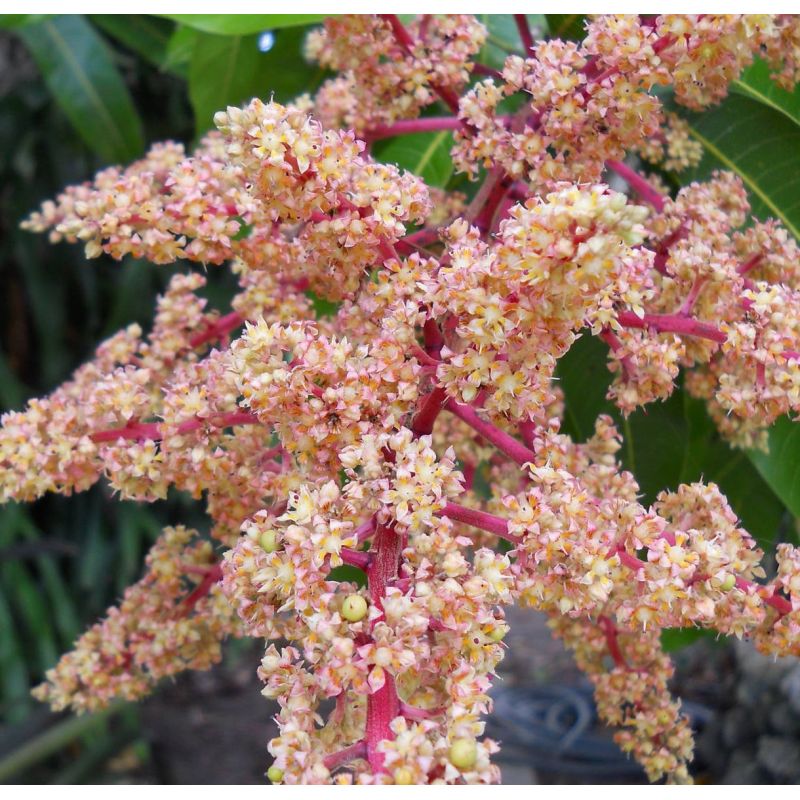 Manguier : Mangifera indica var.Ataulfo