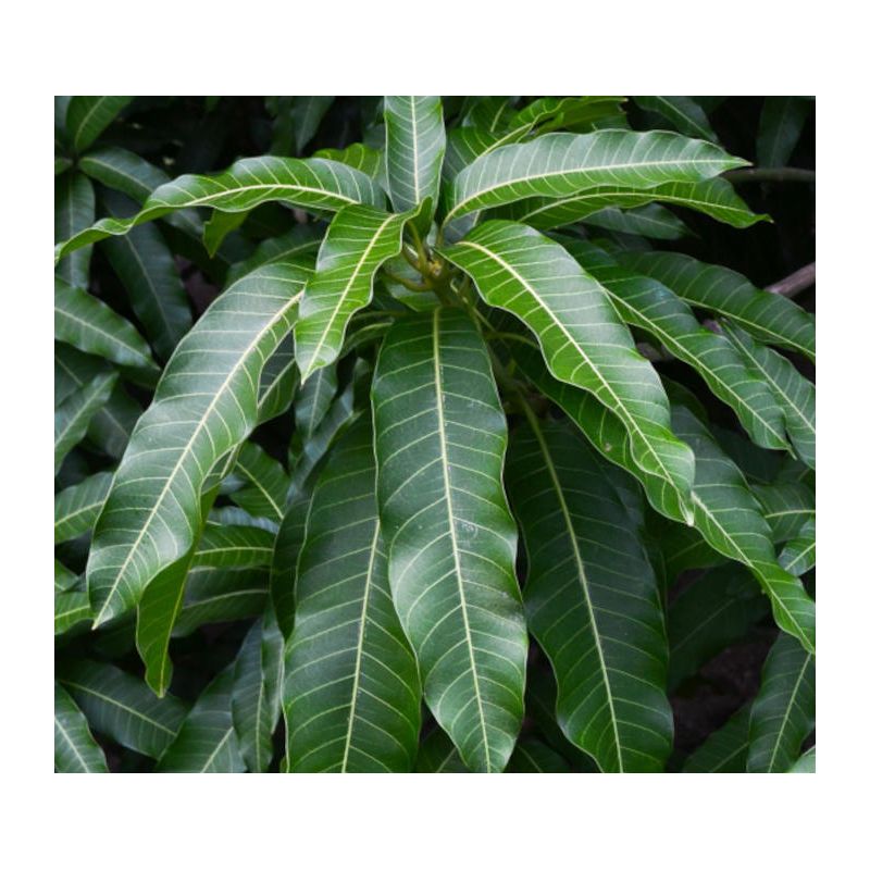 Plumeria rubra "Somline" (frangipanier)